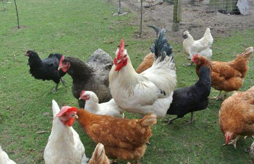 FEWO Elbe Weser - Foto 24