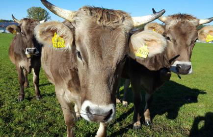 Christl's Ferienwohnung - Foto 15