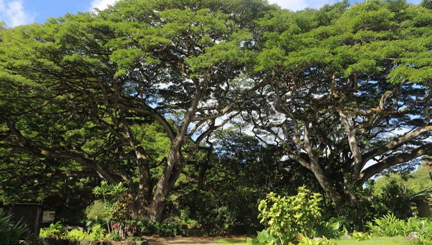 Waimea Waterfall Hiking Tour - Photo 5