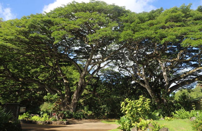 Randonnée à la cascade de Waimea - Photo 5