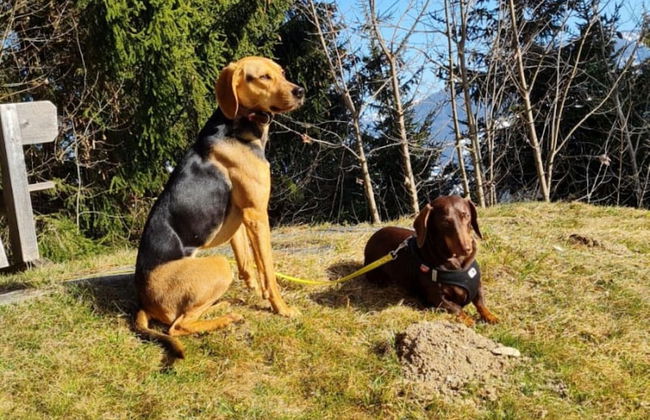 Vacation Home in Flachau - Foto 19