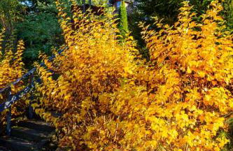 Chata drewniana Stefanówka - Foto 62