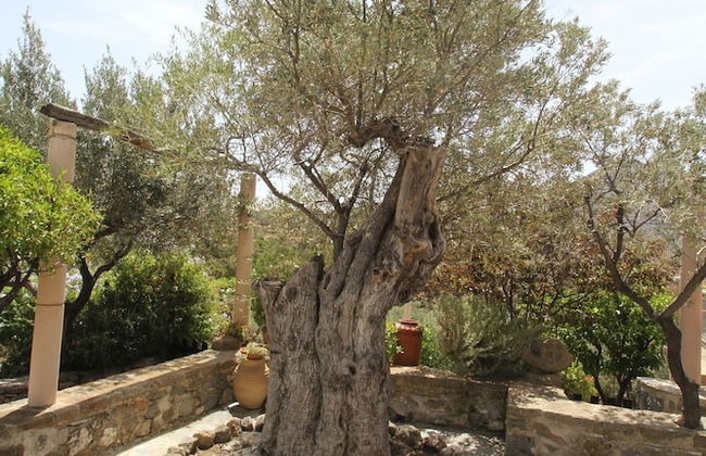 Olive House by Frangki - Foto 6