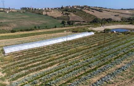 Bio Fattoria Mula D'Oro - biofattoriamuladoro it - Organic Food, Nature & Relax - Foto 34