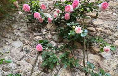 casatorre medioevale - Foto 28