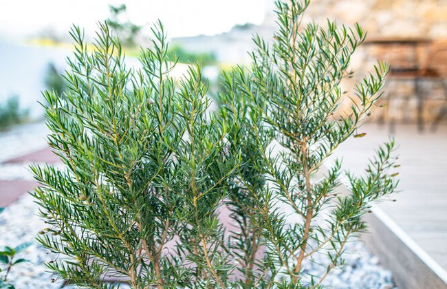 Pebble Garden Olive Branch-Magnolia - Foto 68