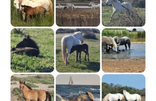 L Abri-côtier Appartements - Foto 69