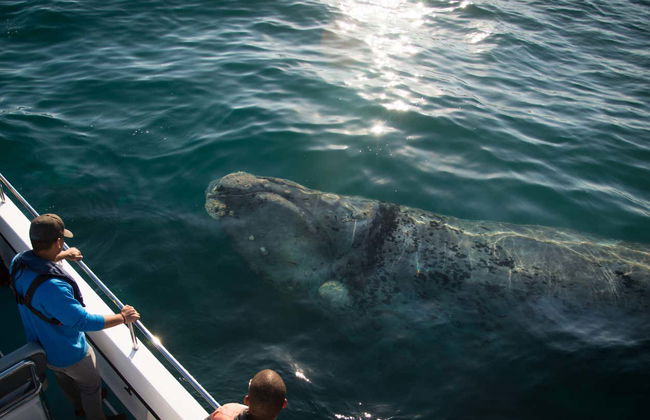 Avistamiento de ballenas en Knysna - Foto 6