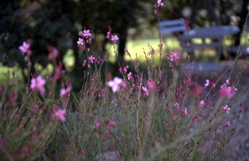 Les Terrasses - Gordes - Photo 15