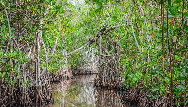 Explora los manglares de La Boquilla - Tour de medio día - Foto 5