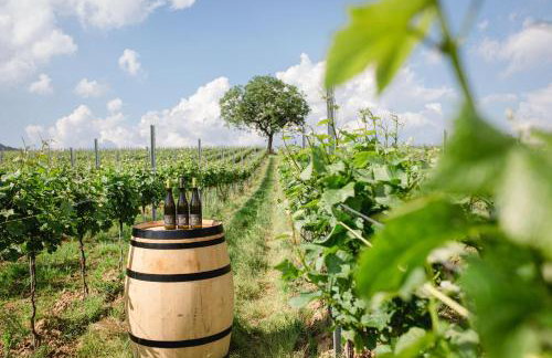 Ferienwohnung Gaby - im Weingut Doll - Foto 28