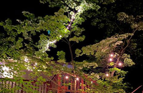 Forest Gallery- Mid-Century Modern With City Views - Photo 42