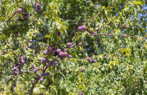 Agriturismo I Melograni - Photo 17