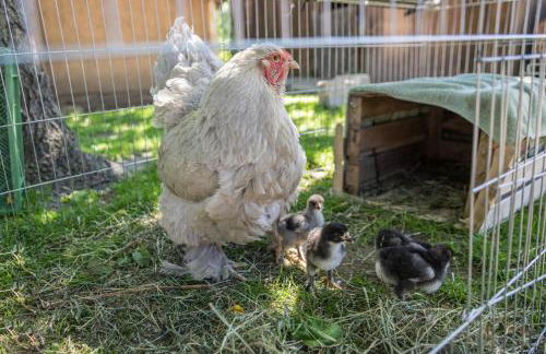 Ferienhaus Am Sedelbach - Foto 22