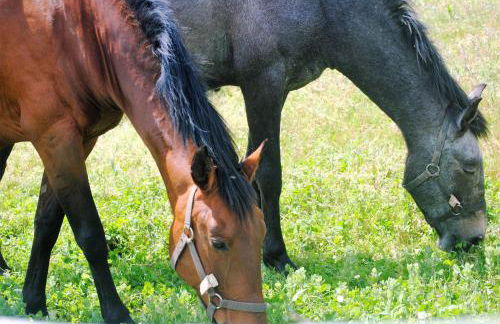 Monte Sossego by Estilo Lusitano, com piscina privada - Foto 60