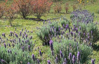 Tenuta Bergamaschi - Foto 41