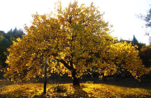 Villa San Regolino whit private pool - Foto 43