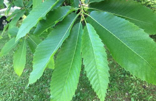 Borgo Castelluccio Country House - Foto 28