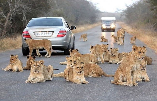 Blyde River Cabin Guesthouse - Foto 41