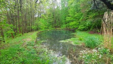 Domek Zielony Dzięcioł - Foto 4