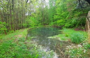 Domek Zielony Dzięcioł - Foto 4