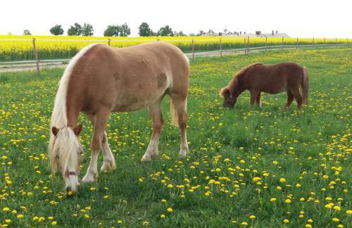 Ferienhof Veit - Foto 27