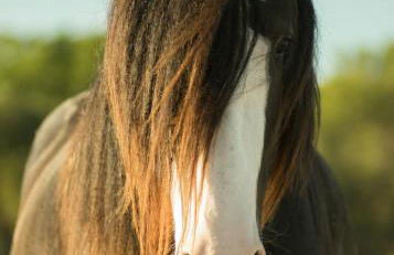 Les Studios-Hôtel de Sommières - Foto 63