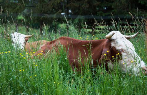 Dom w Beskidzie - Foto 52