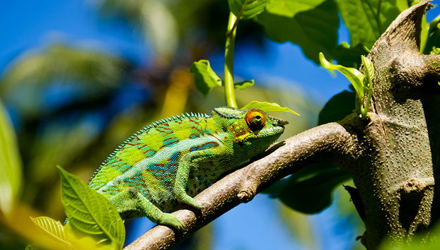 Recorrido por la Ciudad y Lemurua Land - Foto 2