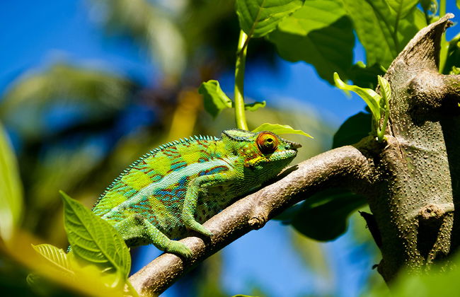 Tour pela Cidade e Lemurua Land - Foto 2