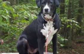 Roscoe Cabin Pet friendly - Foto 31