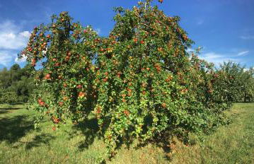 Ferienwohnung Mainidylle - Foto 34