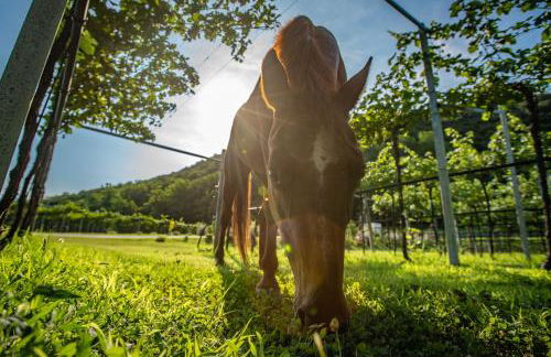 Agriturismo La Pertica - Foto 63