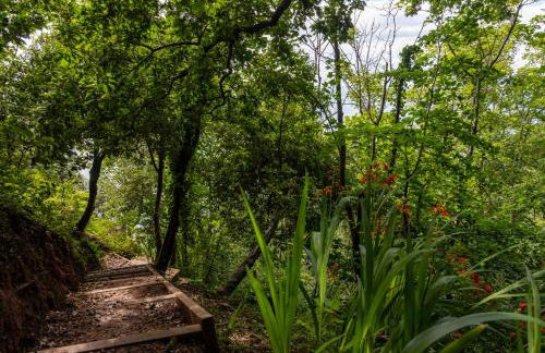 Umbrella Pines - Foto 37