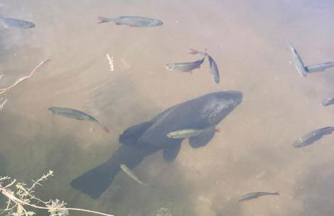 Bellows Mill - Photo 4