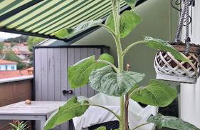 Los Castros - Foto 7