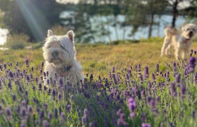 Nature Home Rybical - Foto 49