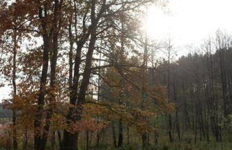 Maly Domek Zalesie - Foto 7