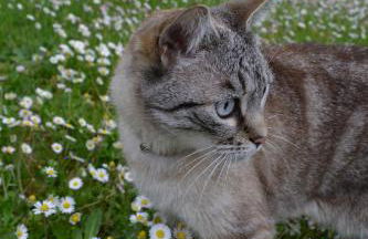 Gîte authentique près Zoo de Beauval et Châteaux - Photo 39