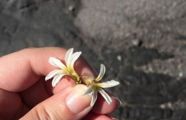 Hau'oli Place Tiki Cottage in Volcano - Foto 29