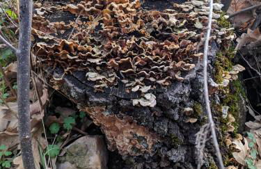 Casa Rural Fuente del Arca Montejo - Foto 24