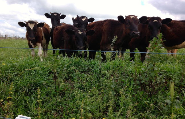 Abington Farm - Foto 34