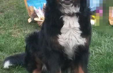 Mariolas Tinyhouse - Foto 39