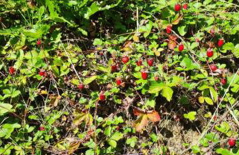 2chałupy - apartamenty w Soli - Foto 64