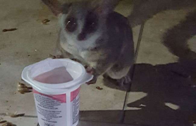 Klein Huisie Little House Self Catering Africa Bush Vacation In Marloth Park - Foto 15