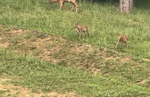 La Corte dei Celti - Foto 24