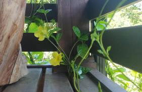 Espaço Isha Canelinha - Foto 55