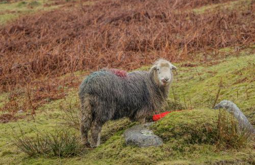 Swaledale Watch Garden Annexe - Foto 24