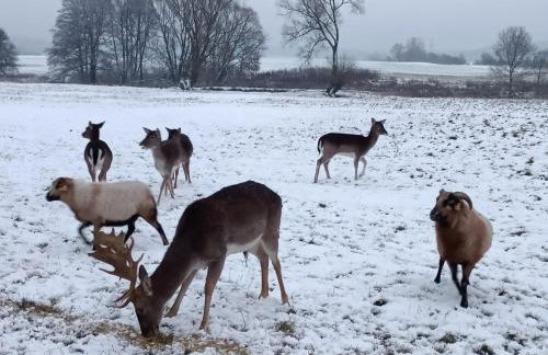 Smocze Ranczo - Foto 70