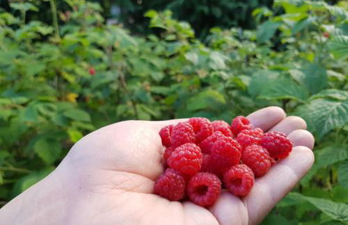 Ferienhaus Balkenkunst - Foto 40